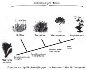 evolução das plantas