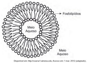 Fosfolipídeos formam lipossomos