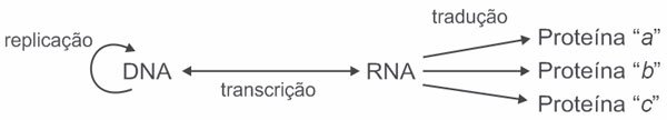 replicação, transcrição e tradução