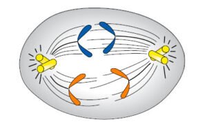 divisão celular - mitose