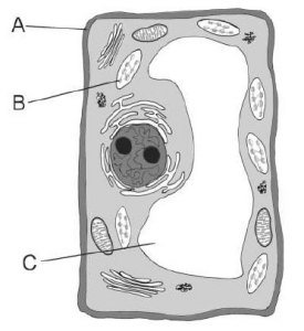 célula vegetal - reino plantae
