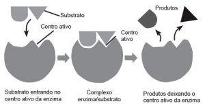 enzimas catalizadoras