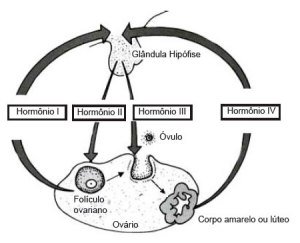 hormônios femininos e ciclo menstrual