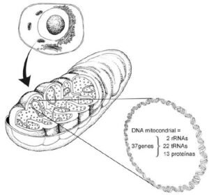 DNA mitocondrial