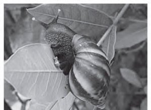 caramujo africano Achatina fulica
