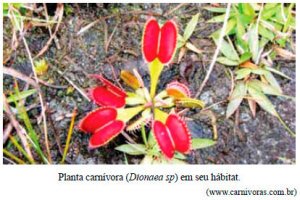 Planta carnívora (Dionaea sp) em seu hábitat