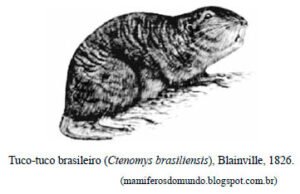 tuco-tuco (Ctenomys brasiliensis)