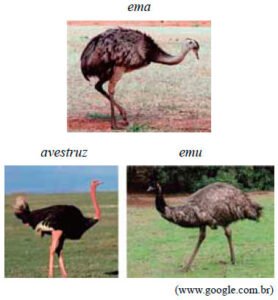 ema, avestruz e emu
