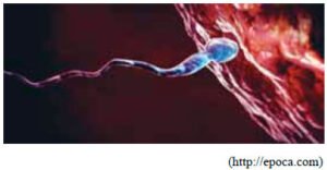 espermatozoide e ovócito humano