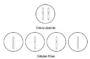 divisão mitótica de uma célula diploide