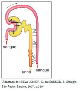 néfron e formação da urina em mamíferos