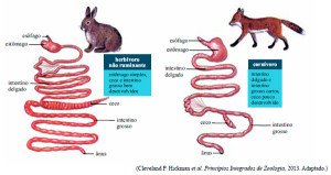 sistemas digestivos de dois mamíferos
