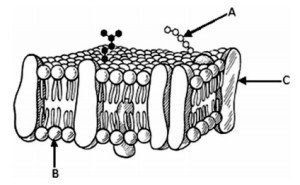fragmento de membrana plasmática