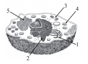 função das estruturas celulares