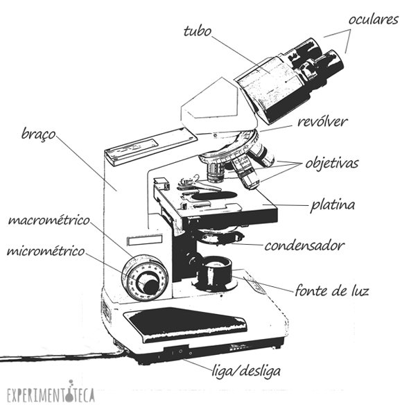 nomes das partes do microscópio