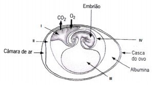 anexos embrionários de ovo réptil