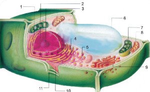características das células vegetais