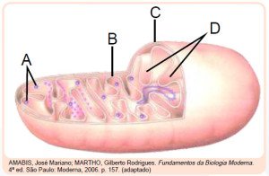 partes de uma mitocôndria