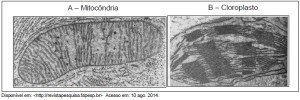 Micrografia eletrônica de mitocôndria e cloroplasto