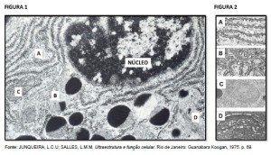 citoplasma de uma célula da glândula parótida de um hamster