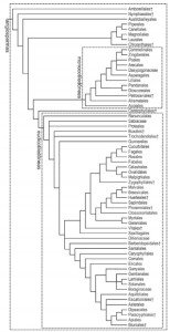 estruturação atual dos grupos taxonômicos de angiospermas