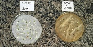 efeito alelopático do extrato de folhas de eucalipto sobre sementes de alface e tomate