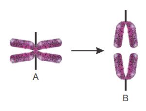 cromossomos em divisão celular