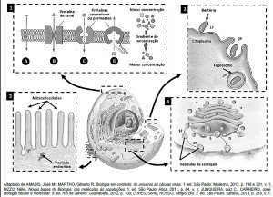 mecanismos de transporte através da membrana plasmática