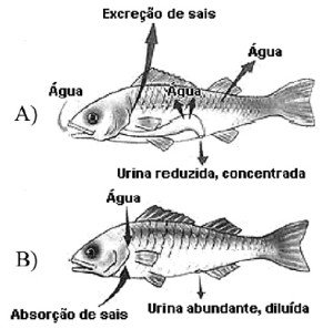 manutenção osmótica em duas espécies de peixes