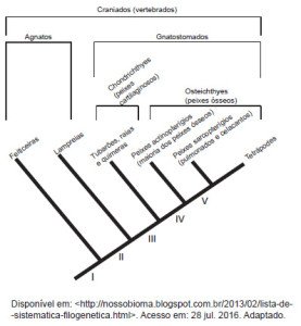 cladograma, surgimento das mandíbulas