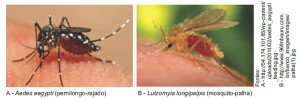 Mosquito-palha (Lutzomyia longipalpis)