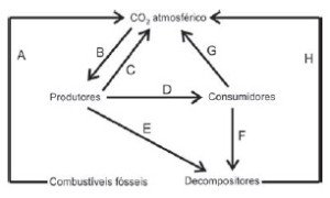 ciclo do carbono