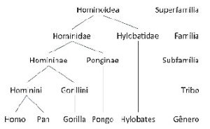 Superfamília Hominoidea