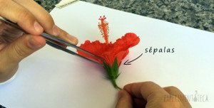 flor de hibisco - dissecação (partes da flor)
