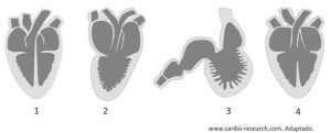 cortes longitudinais de corações de vertebrados.