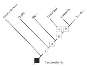 deuterostomia