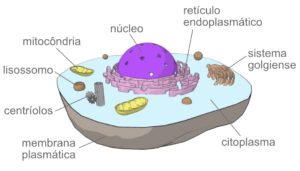 célula animal